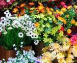 Flower Shoppe